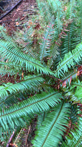 Polystichum observed 2026-10-27