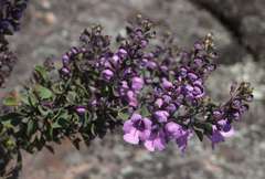 Prostanthera rotundifolia