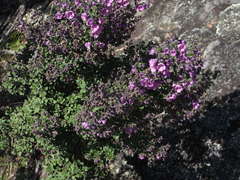 Prostanthera rotundifolia