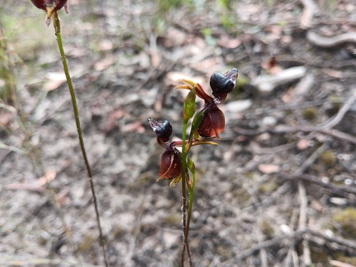 Iris observed 2026-10-28