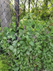 Solanum dulcamara