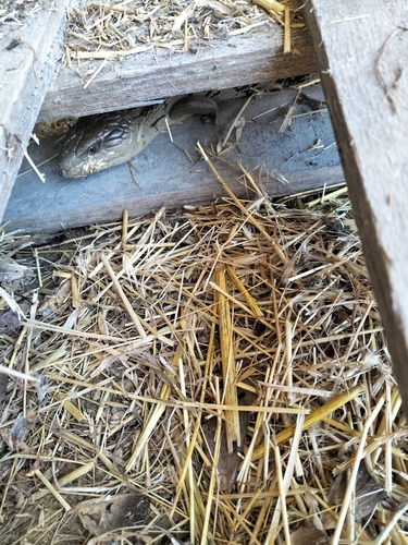 Tiliqua scincoides, 2026-10-28