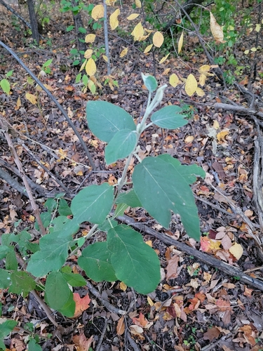 Viburnum observed 2026-10-27