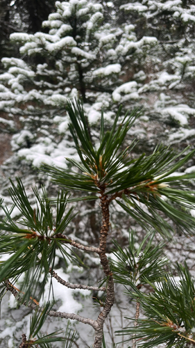 Pinus observed 2026-10-27