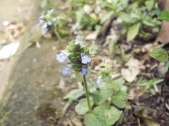 Salvia lasiocephala