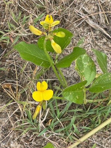 Vigna marina observed 2026-10-28