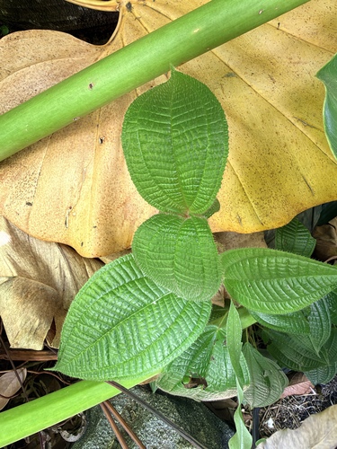 Miconia crenata observed 2026-10-27