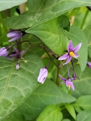 Solanum dulcamara