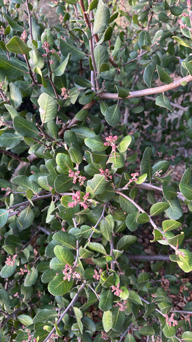 Rhus integrifolia observed 2026-10-27