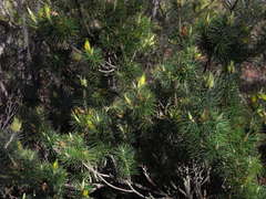 Stenanthera pinifolia