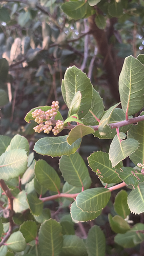 Rhus integrifolia observed 2026-10-27