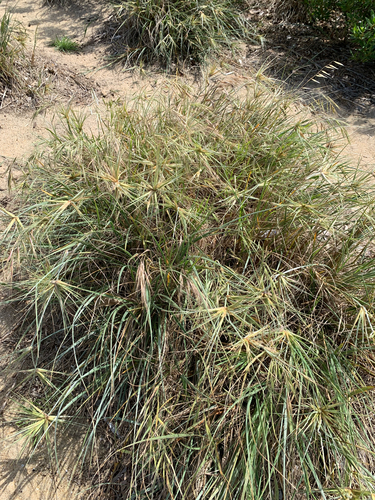Spinifex sericeus observed 2026-10-28