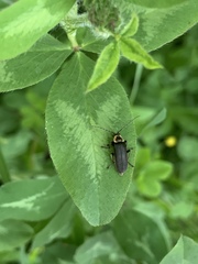 Atalantycha dentigera