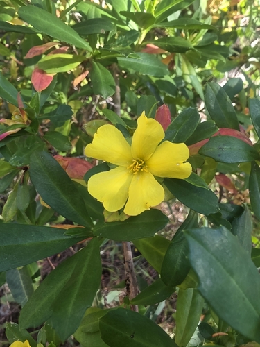 Hibbertia observed 2026-10-28