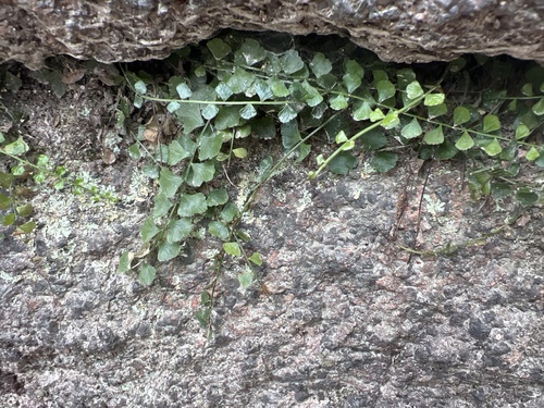 Asplenium observed 2026-10-28