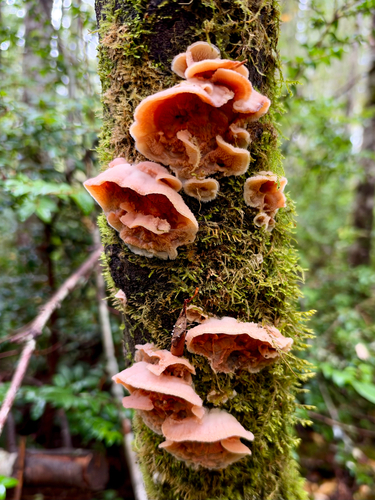 Phlebia tremellosa observed 2026-10-27