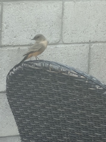 Phoebe observed 2026-10-27