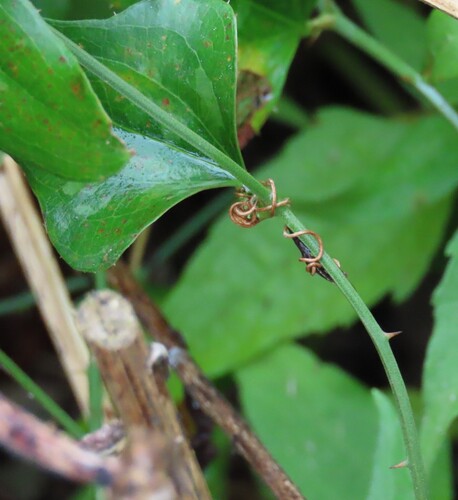 Smilax observed 2026-10-27