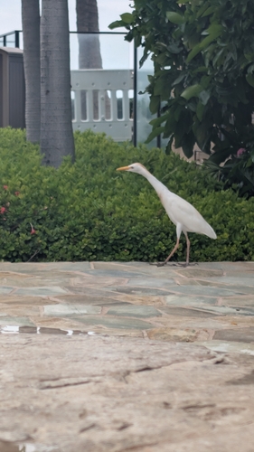 Bubulcus ibis observed 2026-10-27
