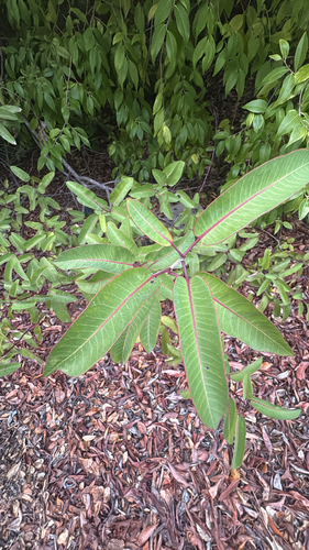 Malosma laurina observed 2026-10-27