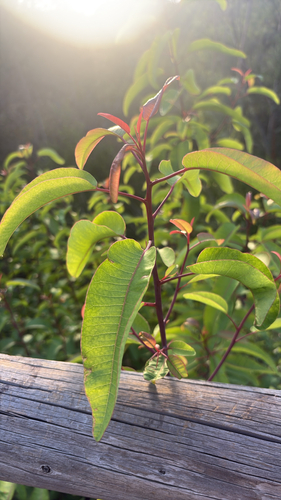 Malosma laurina observed 2026-10-27