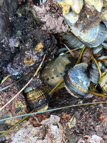 Haliotis cracherodii observed 2026-10-27