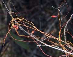 Cassytha glabella dispar