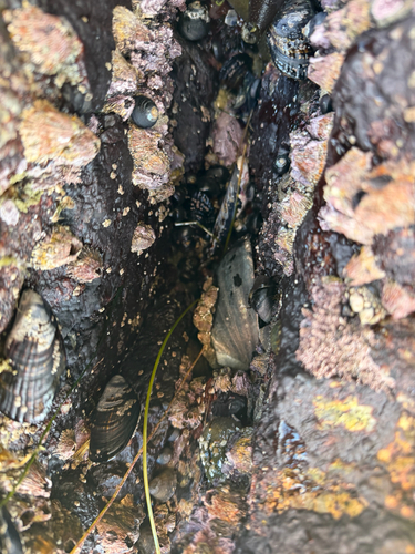 Haliotis cracherodii observed 2026-10-27