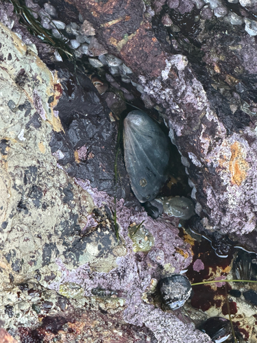 Haliotis cracherodii observed 2026-10-27