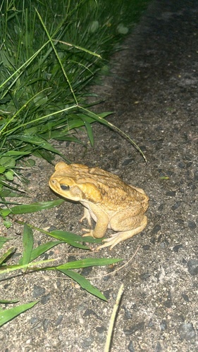 Rhinella marina observed 2026-10-27