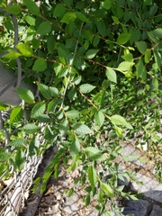 Ulmus