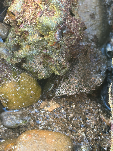Pachygrapsus observed 2026-10-27