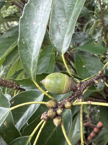 Quercus observed 2026-10-28