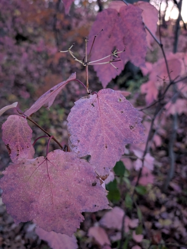 Viburnum observed 2026-10-27