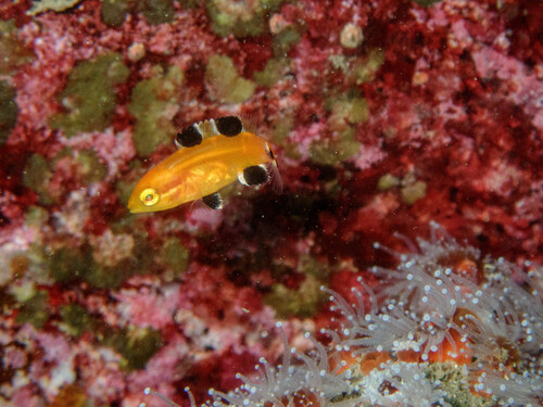 Bodianus observed 2026-10-27