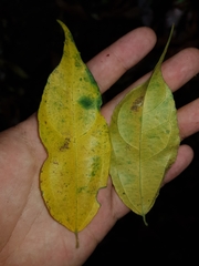 Lunania mexicana