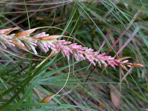 Dracophyllum secundum observed 2026-10-27