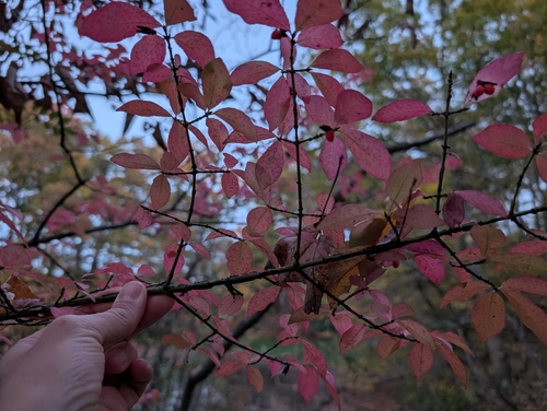 Euonymus observed 2026-10-27