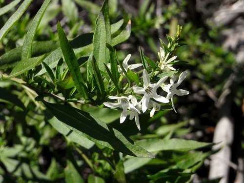 Image of Cyphanthera anthocercidea by (c) Russell Best, some rights reserved (CC BY)