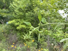 Helianthus resinosus