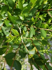 Ulmus