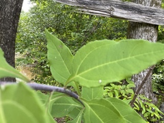 Helianthus resinosus