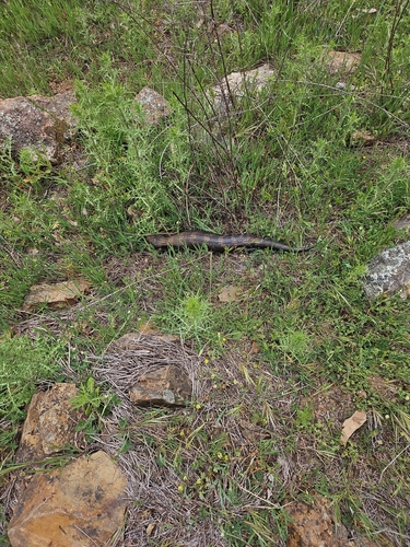Tiliqua scincoides, 2026-10-28