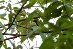 Iridophanes pulcherrimus
