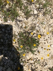 Thymophylla tenuiloba