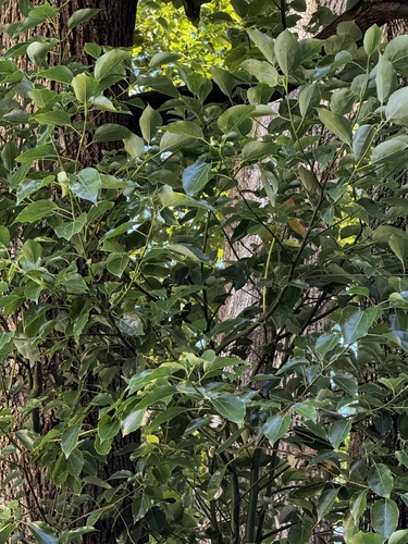 Cinnamomum camphora observed 2026-10-28