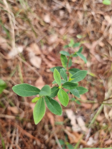 Wikstroemia indica observed 2026-10-28