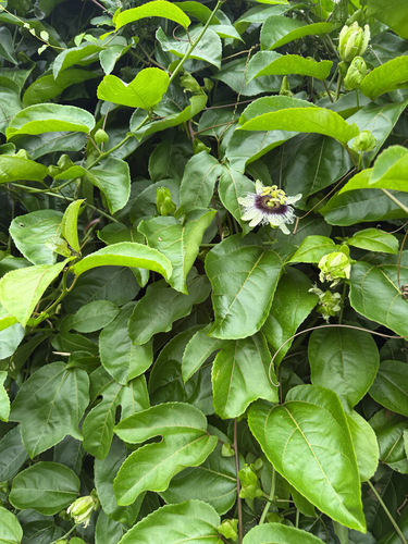 Passiflora edulis observed 2026-10-27