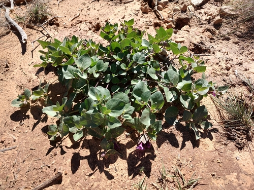 Mirabilis observed 2026-10-27