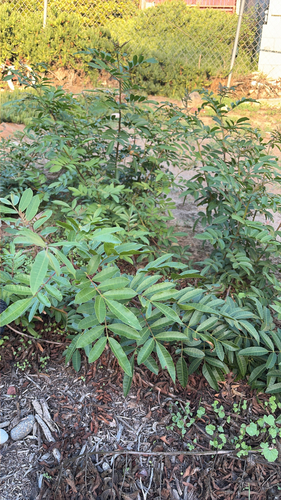 Schinus terebinthifolia observed 2026-10-27